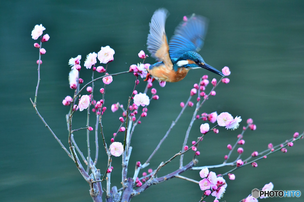 紅梅とカワセミ