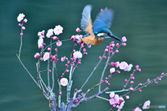 紅梅とカワセミ