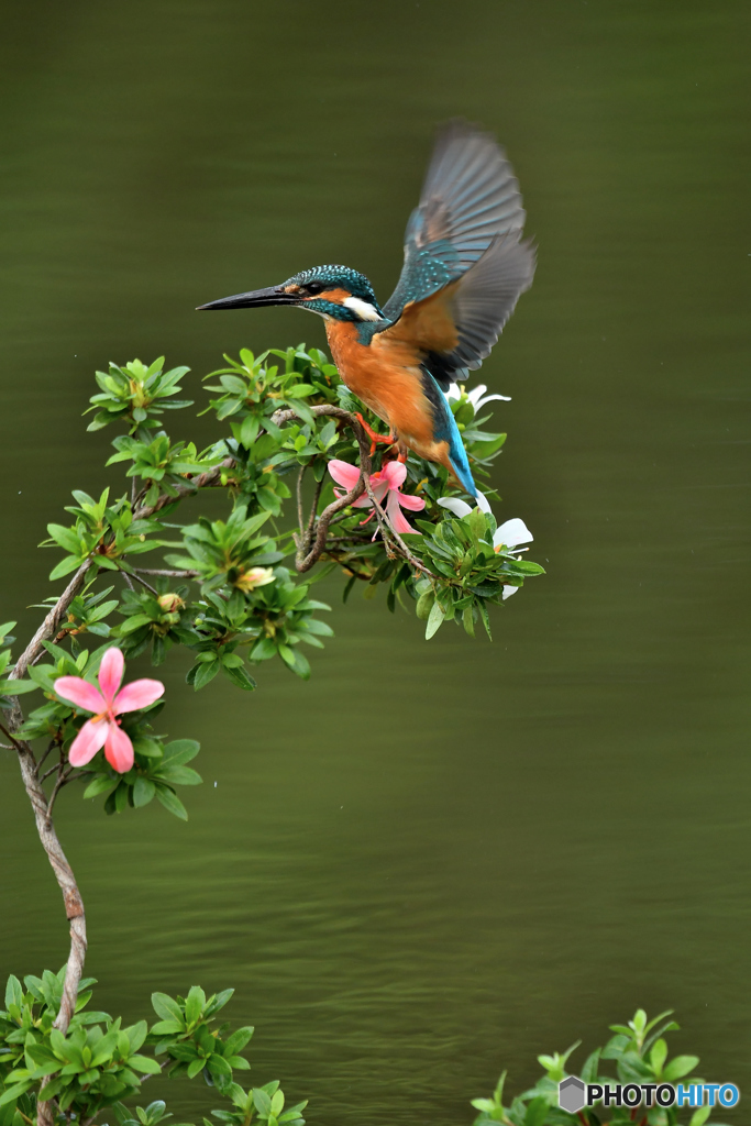 サツキとカワセミ