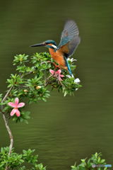 サツキとカワセミ