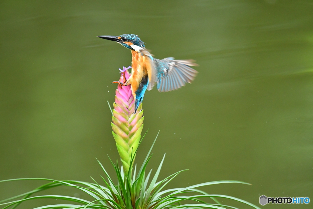 チランドシアとカワセミ