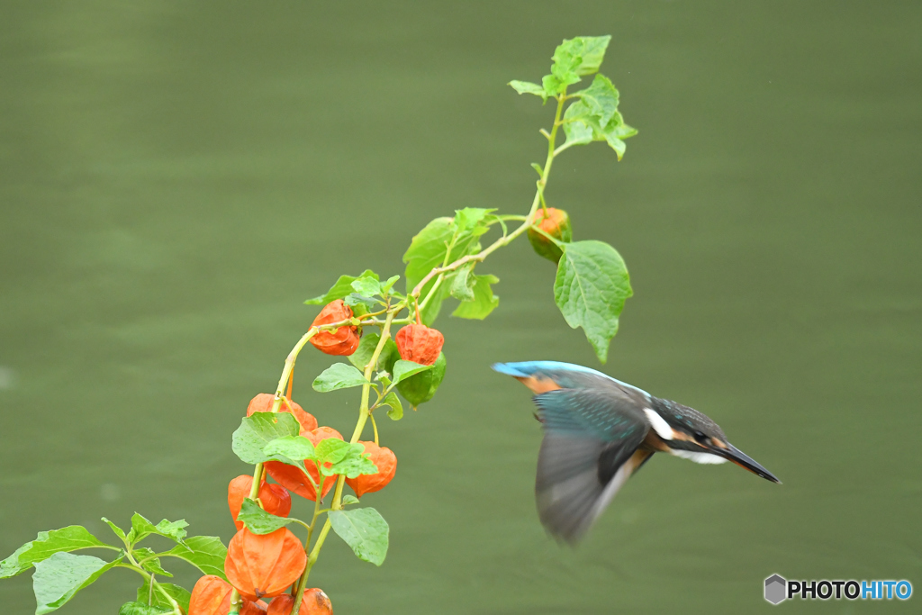 ホオズキとカワセミ