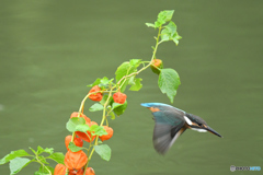 ホオズキとカワセミ