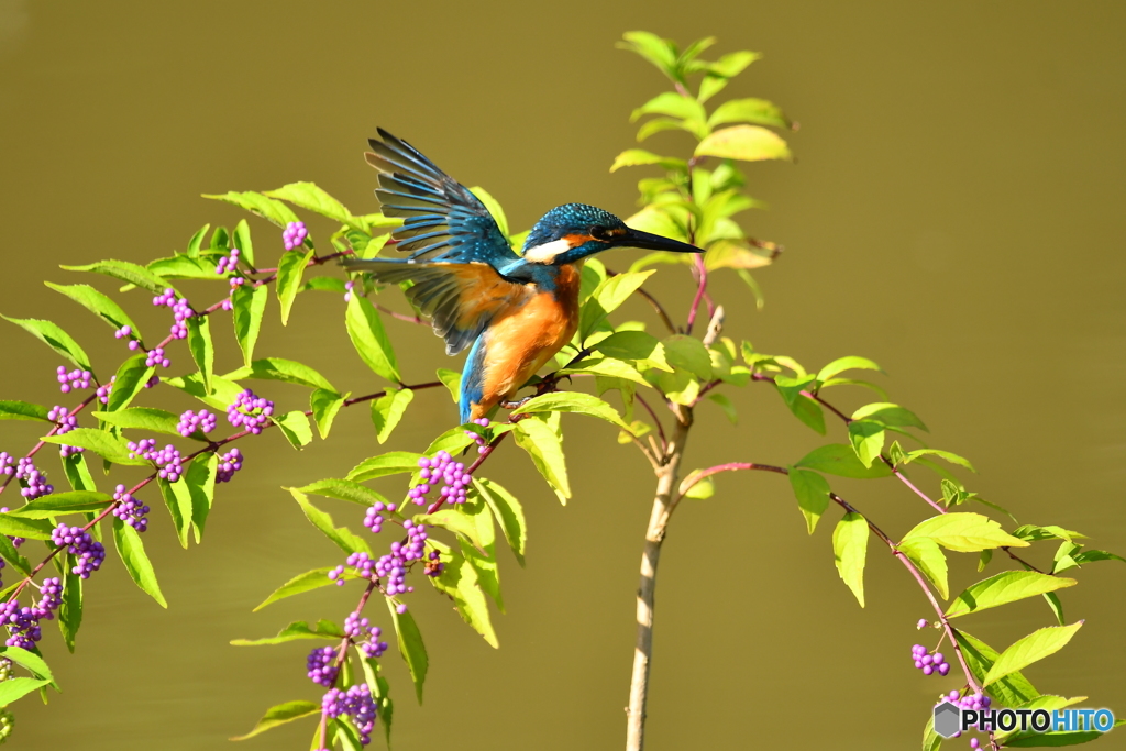 紫式部とカワセミ