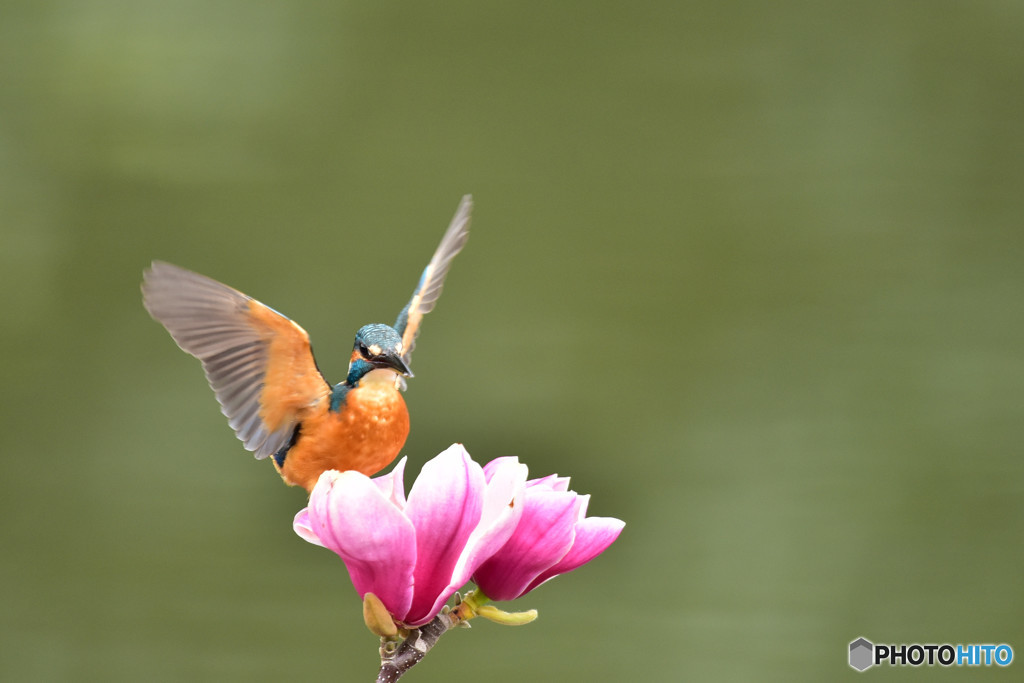 モクレンとカワセミ