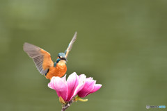 モクレンとカワセミ