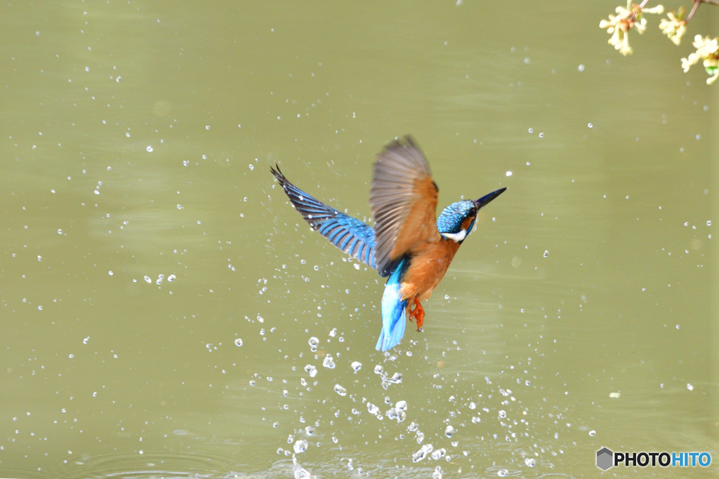 グミの花とカワセミ
