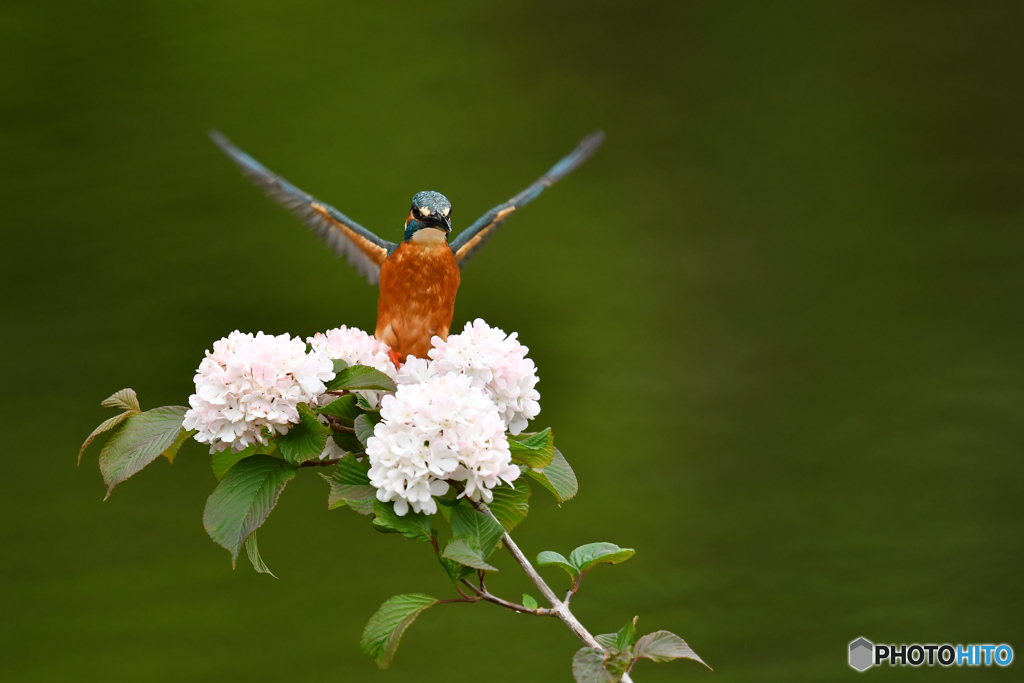 オオデマリとカワセミ