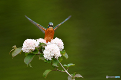 オオデマリとカワセミ