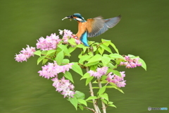 紅ウツギとカワセミ