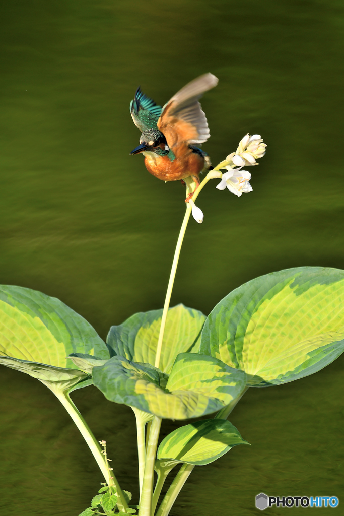 ギボシとカワセミ