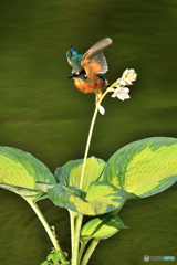 ギボシとカワセミ