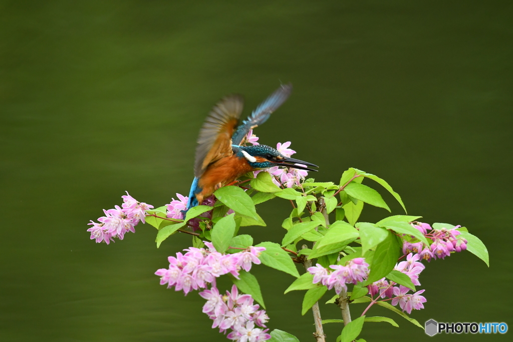 紅ウツギとカワセミ