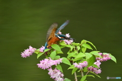 紅ウツギとカワセミ
