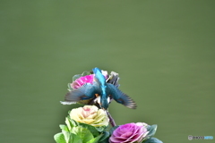 葉ボタンとカワセミ