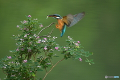 木萩とカワセミ