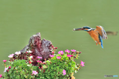 雲間草とカワセミ