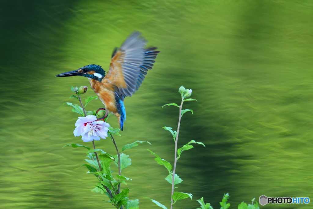 ムクゲとカワセミ