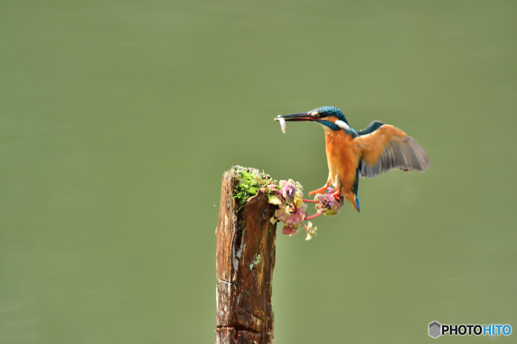 姫踊り子草とカワセミ