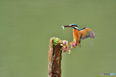 姫踊り子草とカワセミ