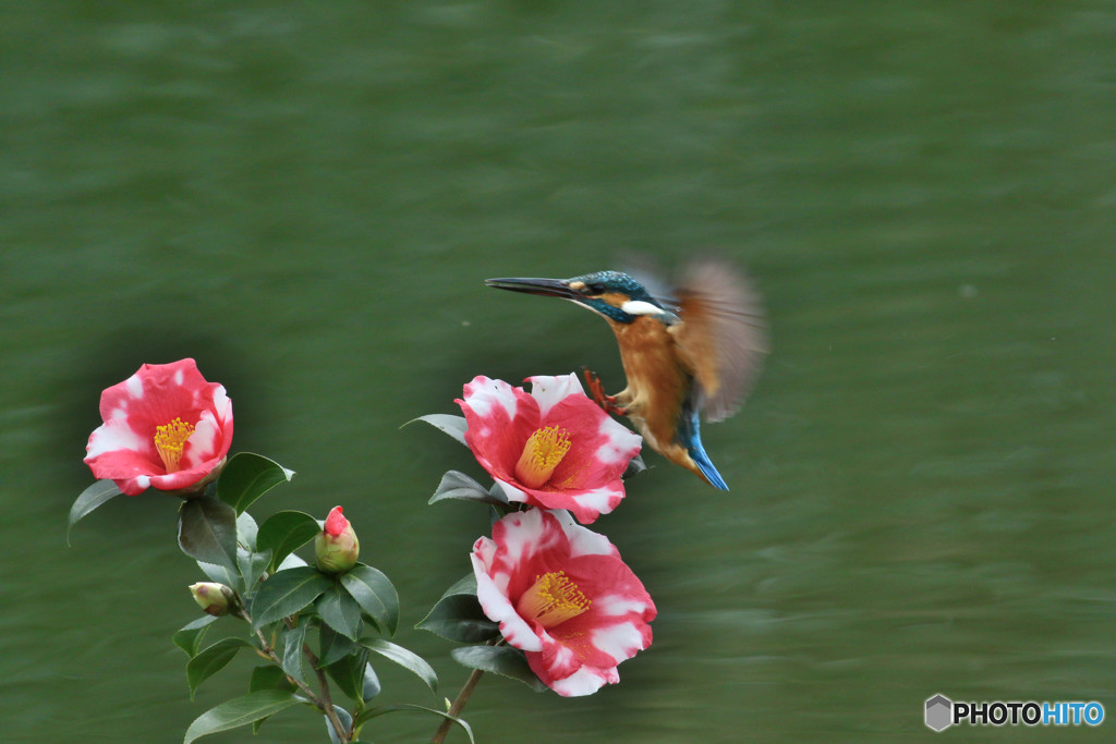 糊こぼし椿とカワセミ