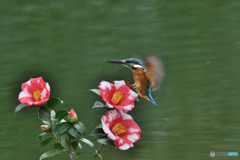 糊こぼし椿とカワセミ