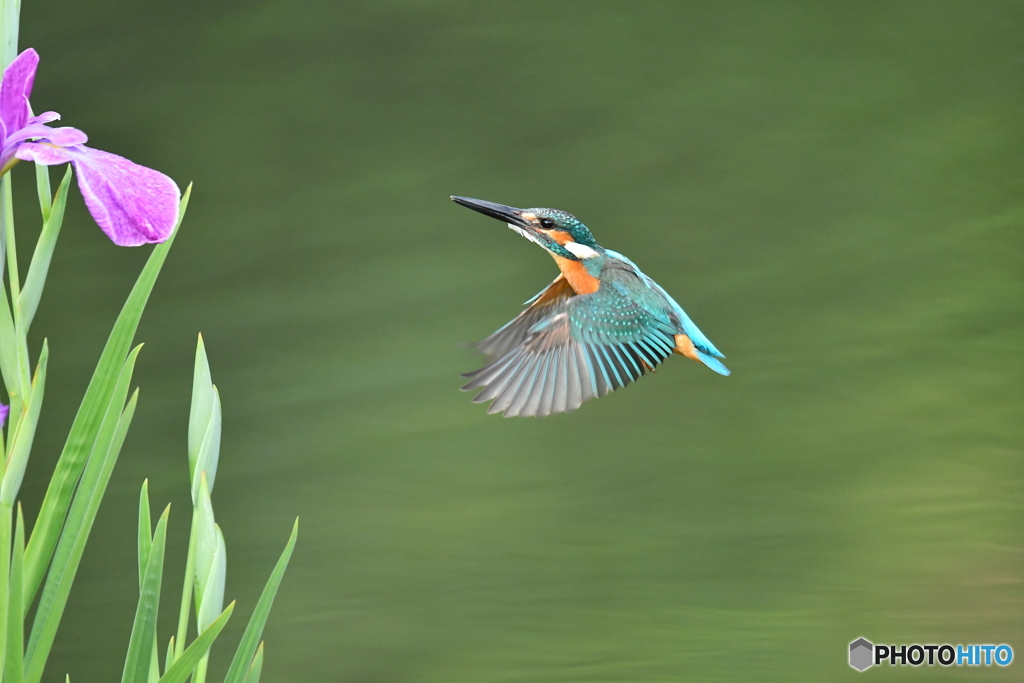花ショウブとカワセミ