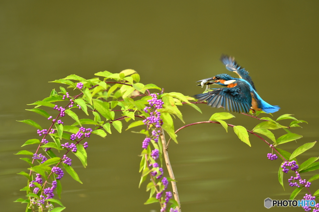 紫式部とカワセミ