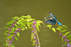 紫式部とカワセミ