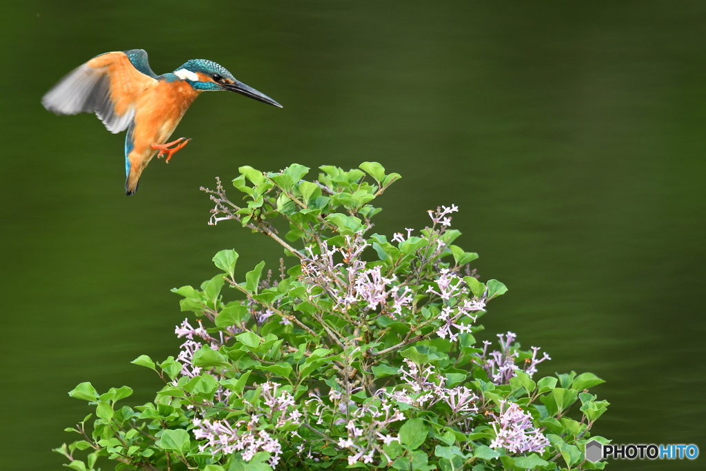 ライラックとカワセミ