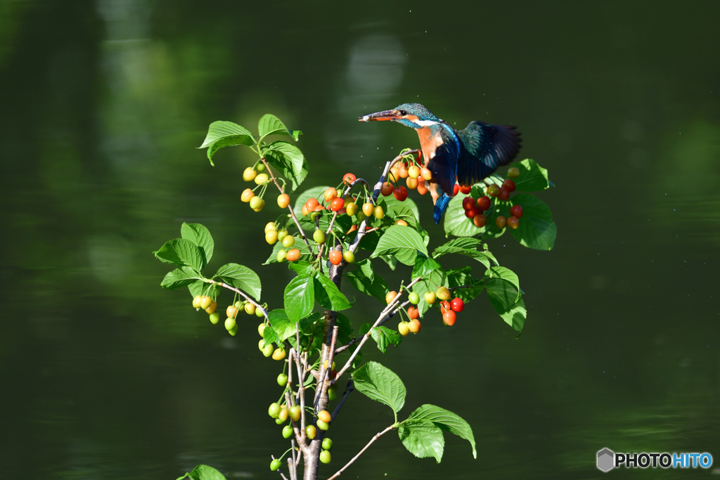 サクランボとカワセミ