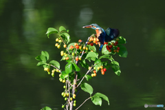 サクランボとカワセミ