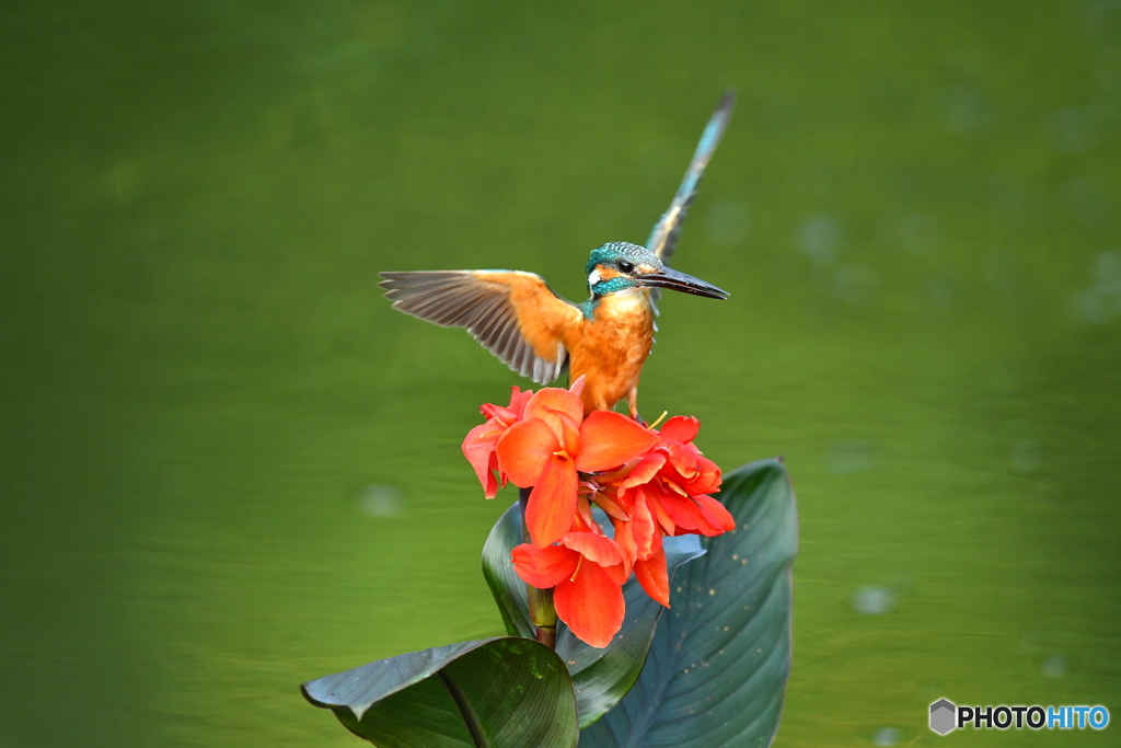 カンナとカワセミ