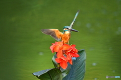 カンナとカワセミ