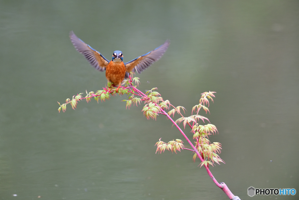 紅葉とカワセミ