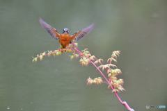 紅葉とカワセミ