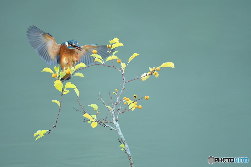 ツルウメモドキとカワセミ