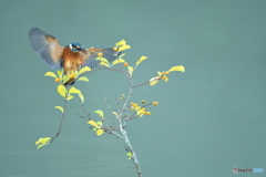 ツルウメモドキとカワセミ
