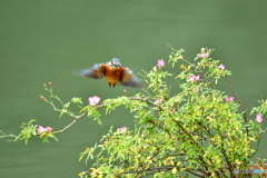 野バラとカワセミ