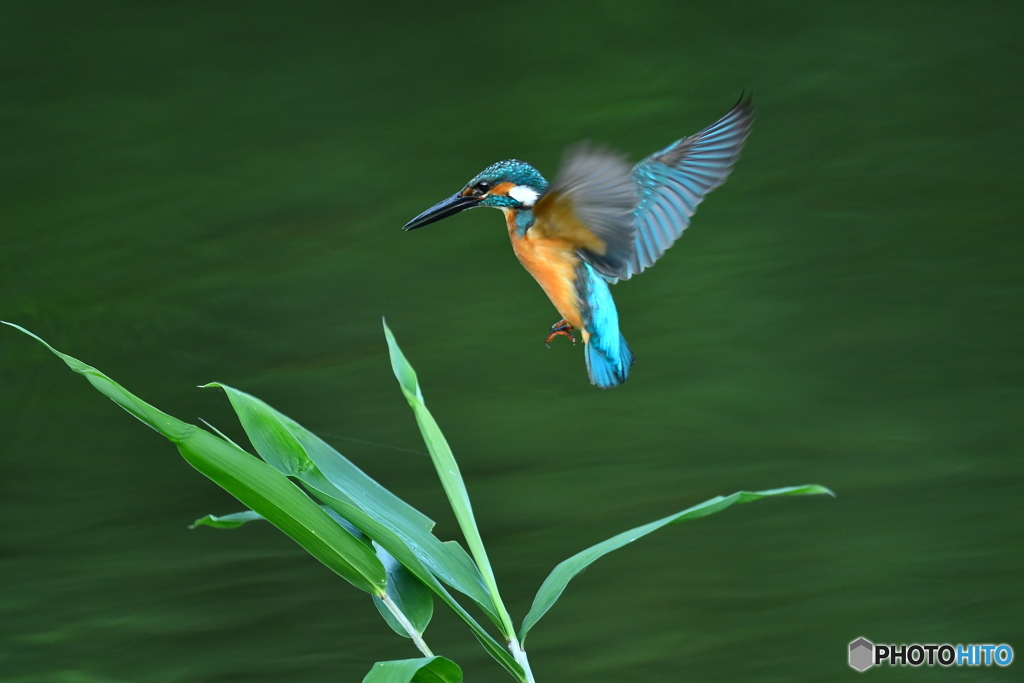 ササとカワセミ