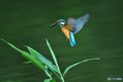 ササとカワセミ