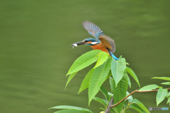 栗の木とカワセミ