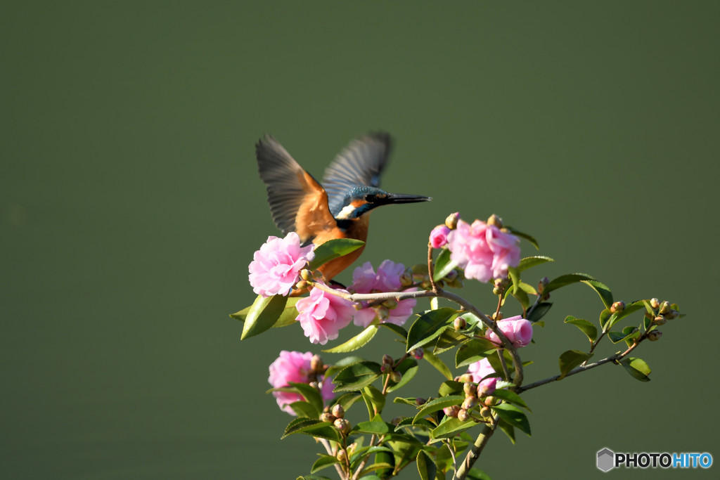 サザンカとカワセミ