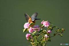 サザンカとカワセミ