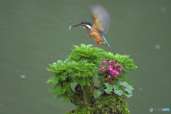 岩松とカワセミ