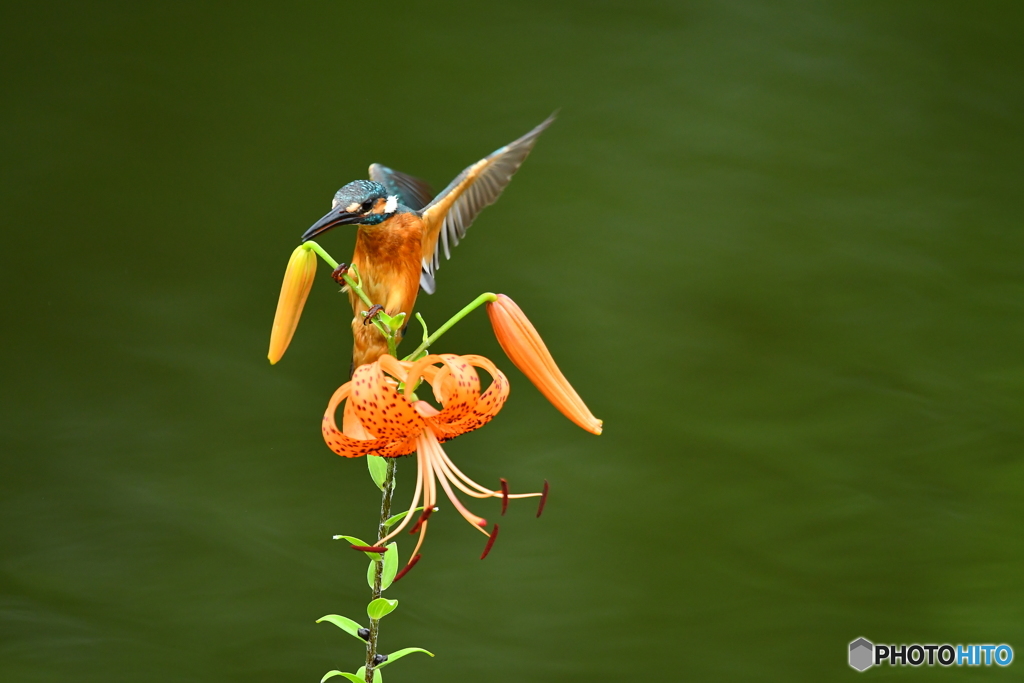 オニユリとカワセミ