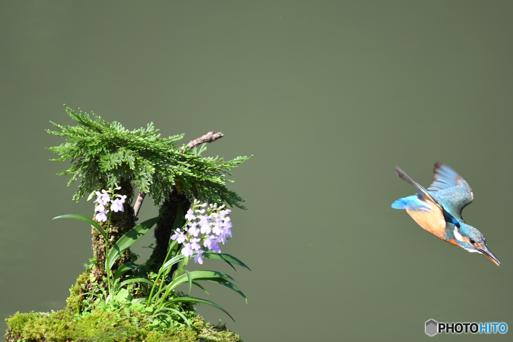 岩松とカワセミ