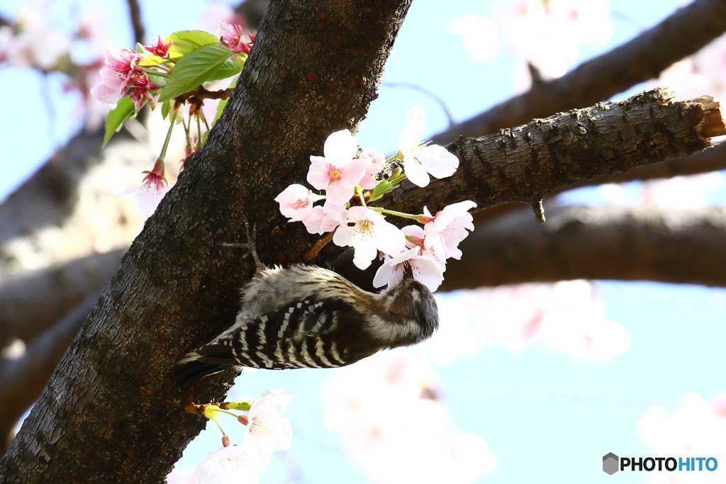 桜の密を吸う、コゲラ