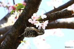 桜の密を吸う、コゲラ