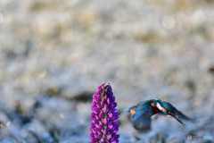 ルピナスとカワセミ